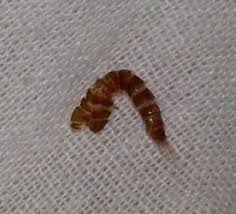 pictures of carpet beetle larvae all