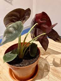 Alocasia cuprea, red secret, rare plant, stunning metallic shine, 12 cm pot, house plant gift, wishlist plant. Alocasia Red Dragon Red Secret Kaufen Auf Ricardo