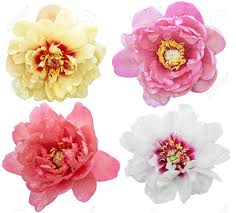 Stock flowers are also called. Set Of Peony Flower Heads In Variety Colors And Shapes Stock Photo Picture And Royalty Free Image Image 75425199