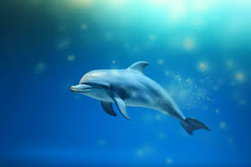 dolphin stock photos images and