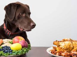 indian homemade recipes for dogs with