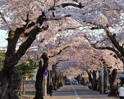 函館櫻之丘通櫻花的圖片