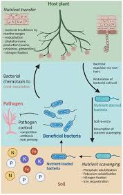 Plant Beneficial Bacteria