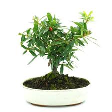 bonsai pyracantha affordable