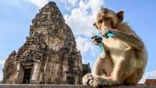 Ancient Thai city grapples with surging monkey population | CNN