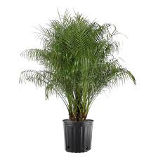5 Gal Phoenix Robeline Palm Plant