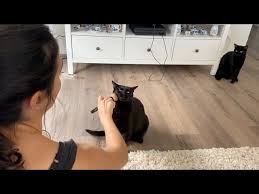 cat likes to wear makeup you