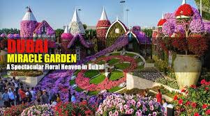 dubai miracle garden a spectacular
