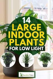 14 Large Indoor Plants For Low Light
