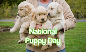 When is national puppy day shown on a calendar. National Puppy Day 2021 When Where And Why It Is Celebrated