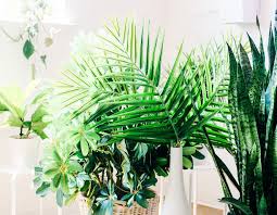 Top Reasons Why Your Plant Is Dying