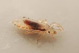 how do lice survive lice clinics of