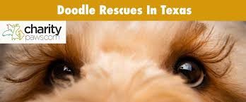 7 doodle rescues in texas where you can