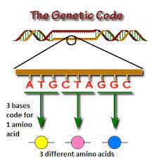genetic code codon what is genetic