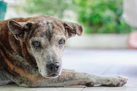 what to do if your older dog is incontinent
