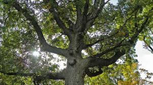post oaks vs bur oaks what s the