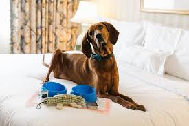 pet friendly new orleans hotel in the