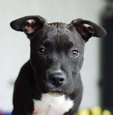 Learn about his temperament, health and more here. Ali The American Staffordshire Terrier Mix American Staffordshire Terrier Terrier Dog Breeds Pitbull Terrier