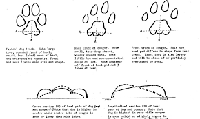 dog vs cougar tracks inhabitat