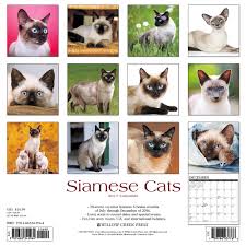 Siamese Cats 2017 Wall Calendar Willow Creek Press