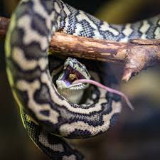 why snakes teeth are so special find