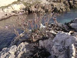 Limonium japygicum (E. Groves) Pignatti ex Pignatti, Galasso ...