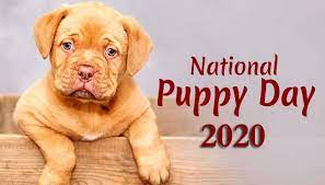 Happy national puppy day 2021. National Puppy Day 23rd March Happy National Puppy Day 2021 Gsmarena Com