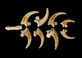 neanderthals turned eagle talons into