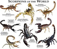 Usda forest service, pacific northwest region. 9 Best Illustrations Of Scorpions Ideas Scorpion Line Art Art