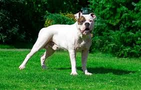 8 Best Dog Food For American Bulldogs Nutritious And