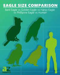 eagle size comparison wingspan the