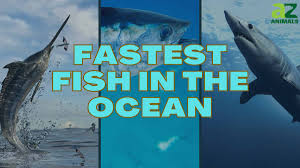 the 10 fastest fish in the ocean a z
