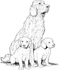 If you have a passion for dogs, we have more dog coloring pages for kids and adults, including bulldogs, pitbulls, chihuahuas, and german shepherds. Golden Retriever Puppies Coloring Pages Coloring Home