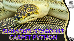 diamond stardust carpet python care