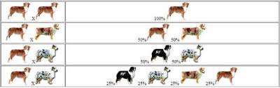 Australian Shepherd Color Genetics Chart For Breeding A Red