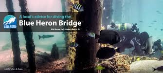 A Locals Advice On Diving The Blue Heron Bridge Sdi Tdi