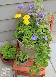 Mosquito Repellent Plants In A Pretty