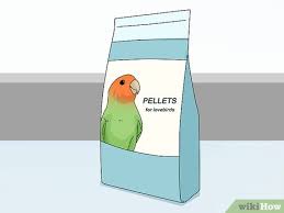 how to feed lovebirds the best foods