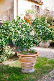 Growing Fruit Trees In Pots Tips For