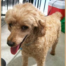 brutus small male toy poodle dog in
