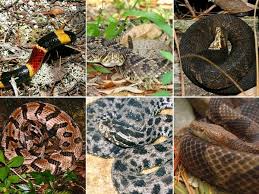Approximately 13% of these are venomous and pose a threat to humans. Know Your Snakes Florida S 6 Venomous Serpents News Gainesville Sun Gainesville Fl