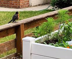 keep birds away from your garden