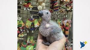 Hand Feeding Guide To Baby African Grey Parrot Goodbird