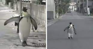 This website saves cookies to your browser in order to improve your online experience and show you personalized content. This Rescued King Penguin Loved Going To The Fish Market So Much That His Family Taught Him How To Buy Fish On His Own King Penguin Penguins Pet People