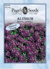 alyssum royal carpet the page seed