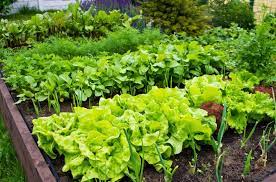 6 Common Vegetable Gardening Mistakes