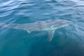 dna to help track white sharks