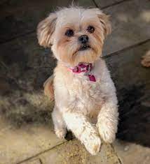 The shih tzu chihuahua mix will match your energy and melt your heart every time you see them. Shih Tzu Chihuahua Mix 12 Amazing Things About Shichi