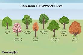 hardwood trees identifying common species