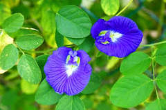 Is Butterfly pea tea safe for pregnancy?